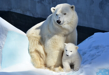 polar bear in the snow