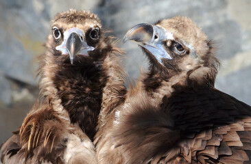 close up of a vulture