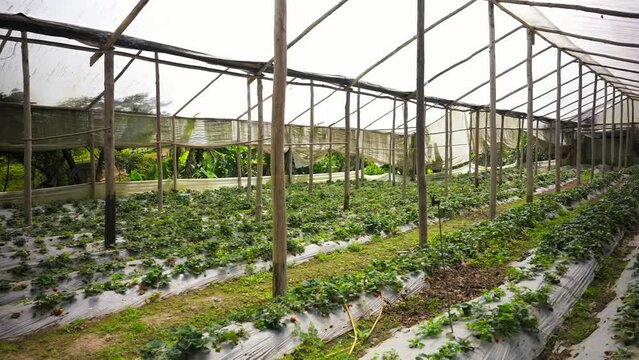 Industrial greenhouse for growing juicy red strawberries for export. Constanza, Dominican Republic