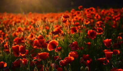 Fototapeta premium Dramatic Poppy flowers field. Anzac day banner. Anzac background. Poppy field, Remembrance day, Memorial in New Zealand, Australia, Canada and Great Britain. Red poppies.