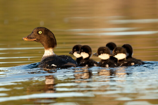A family of ducks with six ducklings swimming together; Whitehorse, Yukon, Canada