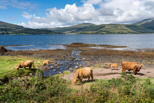 A small herd of Highland Cattle roam the shoreline along the Isle of Mull, Scotland; Isle of Mull, Scotland