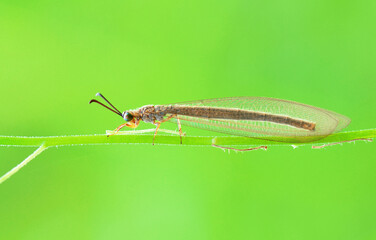 insects on green leaf in the wild or in the nature