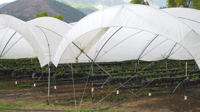 Panorama of greenhouses for growing juicy red strawberries for export with the mountains on the background. Constanza, Dominican Republic