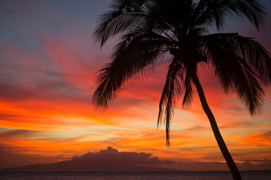Silhouette of coconut palm tree against a colorful sunset; Kihei, Maui, Hawaii, United States of America