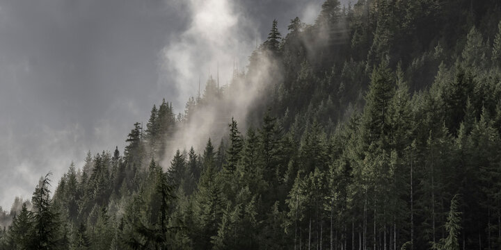 Clouds float over the temperate rainforest on the mountainsides of Vancouver Island; Alberni-Clayoquot Regional District, British Columbia, Canada