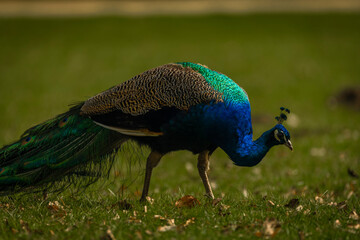 Obraz premium Peacock with color feathers on spring light green grass in castle park