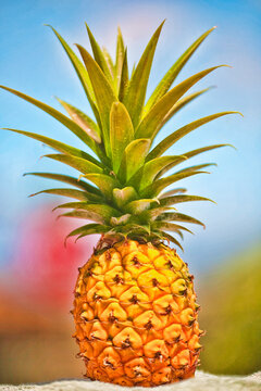 Close-up of a golden, ripe pineapple (Ananas comosus) grown on the Island of Maui; Maui, Hawaii, United States of America