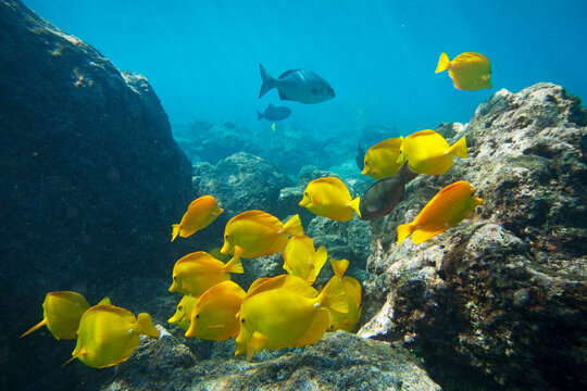 School of Yellow Tangs (Zebrasoma flavescens) underwater near La Perousse; Makena, Maui, Hawaii, United States of America