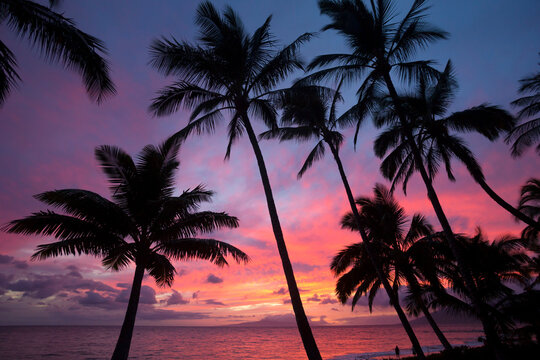 Silhouette of palm trees reaching into the colorful sky at sunset on Keawakapu Beach; Kihei, Wailea, Maui, Hawaii, United States of America