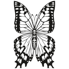 butterfly sketchy, graphic portrait of a butterfly on a white background, moth
