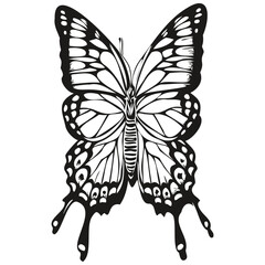 Engrave butterfly illustration in vintage hand drawing style moth