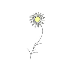 vector drawing chamomile flower, floral element, hand-drawn botanical illustration