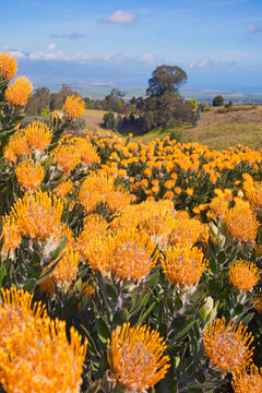 Close-up of orange and yellow Hawaiian pin cushion proteas, Upcountry Maui, Hawaii, USA