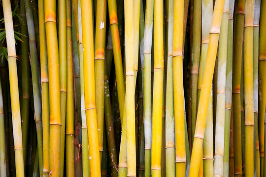 Close-up of bamboo (Bambusa) tree trunks; Hana, Maui, Hawaii, United States of America