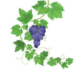Grape, national wine day, grapes, wine party 