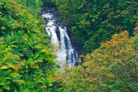Rain forest along Nanue Falls and African Tulip trees (Spathodea campanulata) with orange blossoms near Hilo on the Hamakua Coast; Near Hilo, Big Island of Hawaii, Hawaii, United States of America