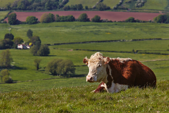 Portrait of a cow (Bos taurus) lying in the grass on Crook Peak near Cheddar; Somerset, England, Great Britain