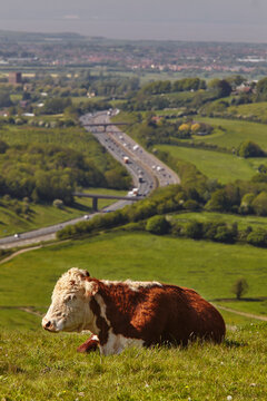 A cow (Bos taurus) lying in the grass on Crook Peak near Cheddar, with the M5 in the background; Somerset, England, Great Britain