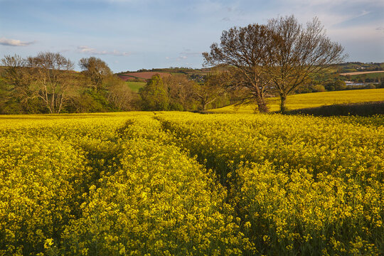 Scenic view of a flowering field of canola; Teignmouth, Devon, England, Great Britain