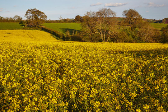 Scenic view of a flowering field of canola; Teignmouth, Devon, England, Great Britain