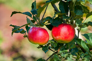 Red ripe apples on a branch in the garden close-up.
