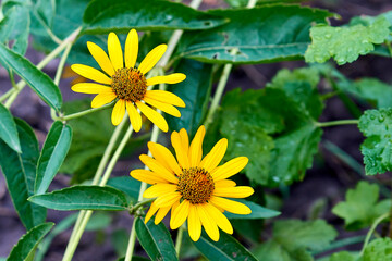 Yellow large field daisies close-up.