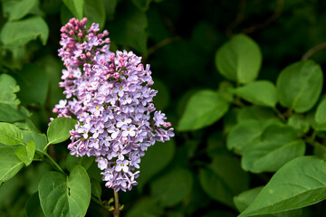 Fototapeta na wymiar Lilac branch on a bush in the garden close-up.