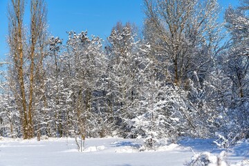 Forest in winter on a sunny frosty day with white snow.