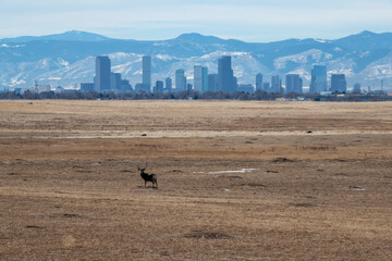 Mule Deer buck in an open field with Denver skyline and Rockies in the background, Colorado USA