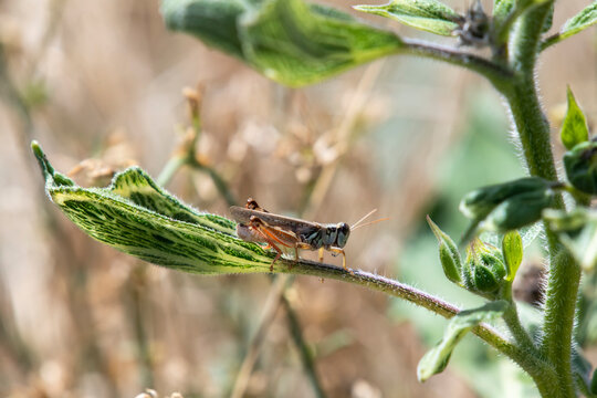 Grasshopper on a leaf at Two Ponds National Wildlife Refuge in Arvada, Colorado, USA; Arvada, Colorado, United States of America