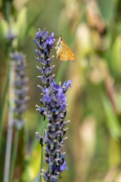 Skipper Butterfly (Hesperiidae) perched on a purple flower at Two Ponds National Wildlife Refuge in Arvada, Colorado, USA; Arvada, Colorado, United States of America