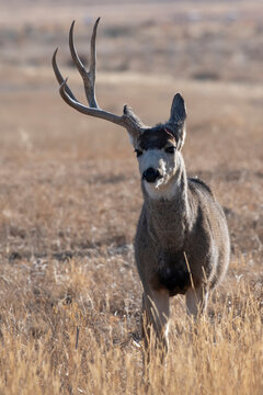 Large Mule Deer buck (Odocoileus hemionis) with one antler freshly shed at the Rocky Mountain Arsenal National Wildlife Refuge near Denver, Colorado, USA; Colorado, United States of America