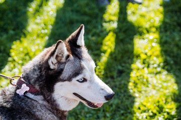 Cute muzzle of a purebred husky dog, blue eyes, muzzle of a young dog, dog review, sharp ears, gray coat color, sled dog.