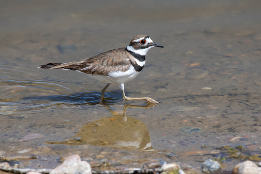 Killdeer (Charadrius vociferus) striding through shallow water along the Big Dry Creek Trail in Westminster, Colorado, USA; Westminster, Colorado, United States of America