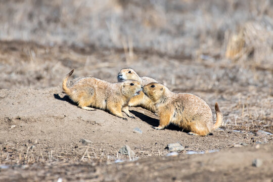 Black-tailed Prairie Dogs (Cynomys ludovicianus) huddled outside their burrow along the Big Dry Creek Trail in Westminster, Colorado, USA; Westminster, Colorado, United States of America