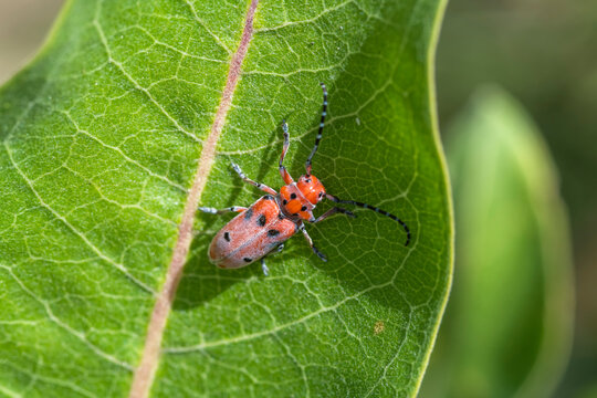 Red Milkweed Beetle (Tetraopes tetrophthalmus) on a green leaf at Two Ponds National Wildlife Refuge in Arvada, Colorado, USA; Arvada, Colorado, United States of America