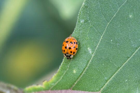 Multi-colored Asian Ladybeetle (Harmonia axyridis) on a green leaf at Two Ponds National Wildlife Refuge in Arvada, Colorado, USA; Arvada, Colorado, United States of America