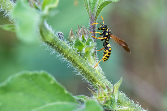 Wasp on plant at Two Ponds National Wildlife Refuge in Arvada, Colorado, USA; Arvada, Colorado, United States of America