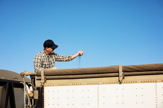 A farmer checking canola seed in a grain hauler and monitoring the completion of the fall harvest before transporting it to a storage location; Alcomdale, Alberta, Canada
