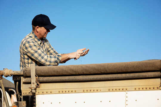A farmer checking canola seed in a grain hauler and monitoring the completion of the fall harvest before transporting it to a storage location; Alcomdale, Alberta, Canada
