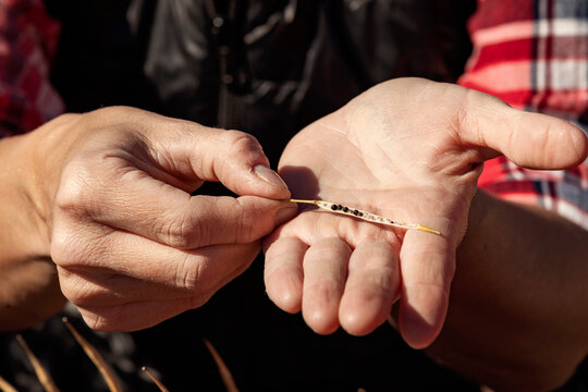 Close-up of the hands of a woman farmer holding and examining a ripened canola stalk ready for harvest; Alcomdale, Alberta, Canada