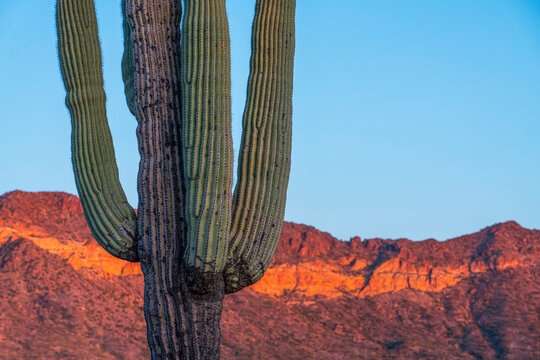 Close-up of a saguaro cactus with mountains and a blue sky at twilight, Phoenix, Arizona, USA