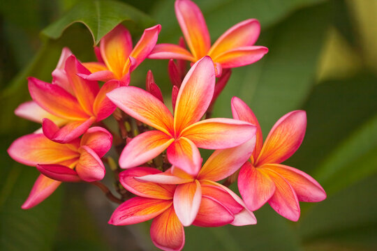 Close-up of a cluster of pink and yellow, multi-colored plumeria blossoms, (Frangipani); Paia, Maui, Hawaii, United States of America