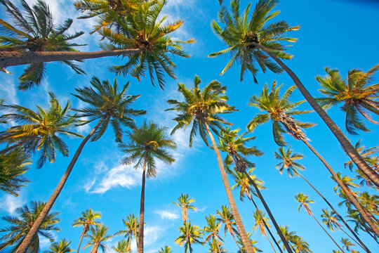 View of coconut palm trees (Cocos nucifera) against a blue sky at the historic, Kapuaiwa Royal Coconut Grove; Kaunakakai, Molokai, Hawaii, United States of America