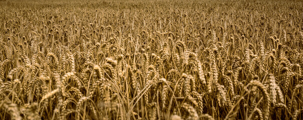 Close-up view of golden cereal grain, wheat fields around Rockbourne, near Salisbury; Wiltshire, England