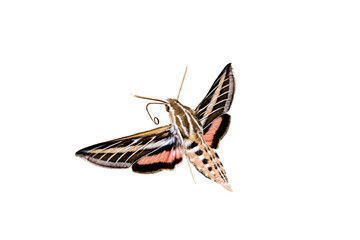 White-lined Sphinx Moth (Hiles lineata) in Flight Ready to Feed - obrazy, fototapety, plakaty