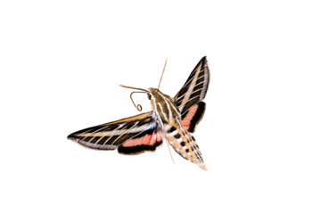 White-lined Sphinx Moth (Hiles lineata) Photo, in Flight Ready to Feed
