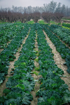 Close-up of rows of cabbages (Brassica oleracea var. capitata) in a field under a grey, stormy sky; Benissanet, Tarragona, Spain