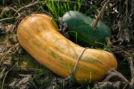 Close-up of winter squash (Cucurbita maxima) in a field; Benissanet, Tarragona, Spain